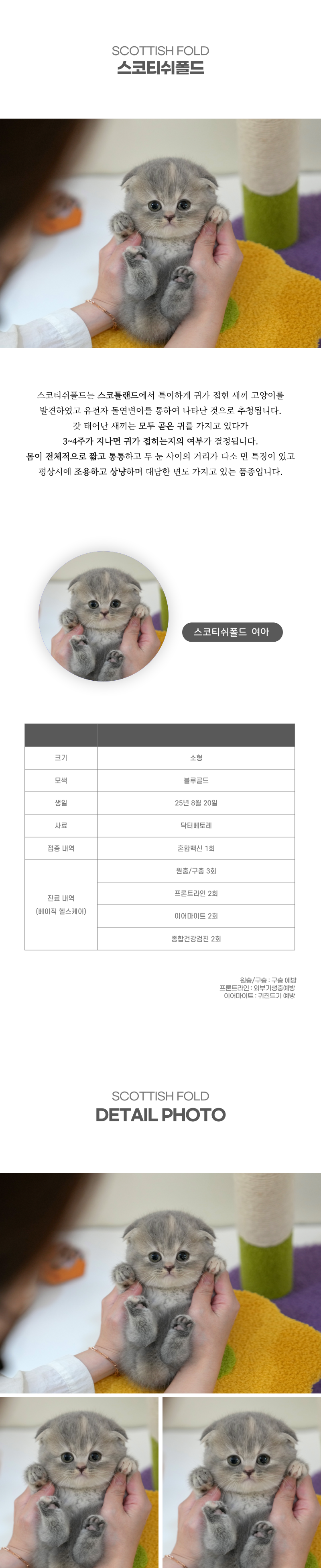 스코티쉬폴드_상세이미지_2